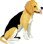 Beagle